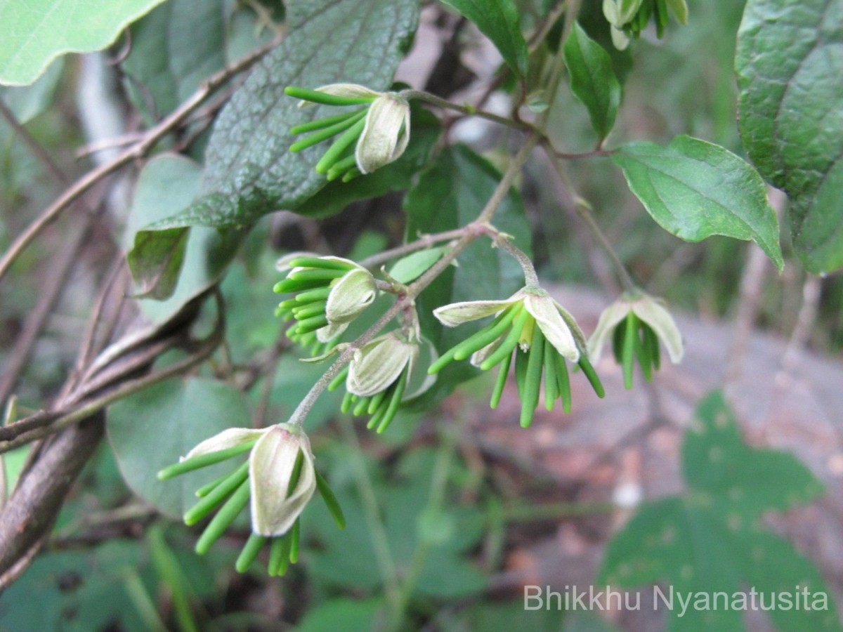 Clematis zeylanica (L.) Poir.